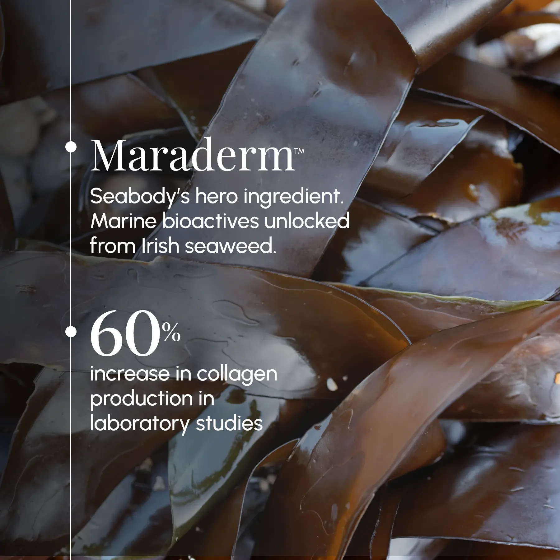 Seabody Hero Ingredient Maraderm Seabody Hero Ingredient Maraderm,marine bioactives from Irish Seaweed