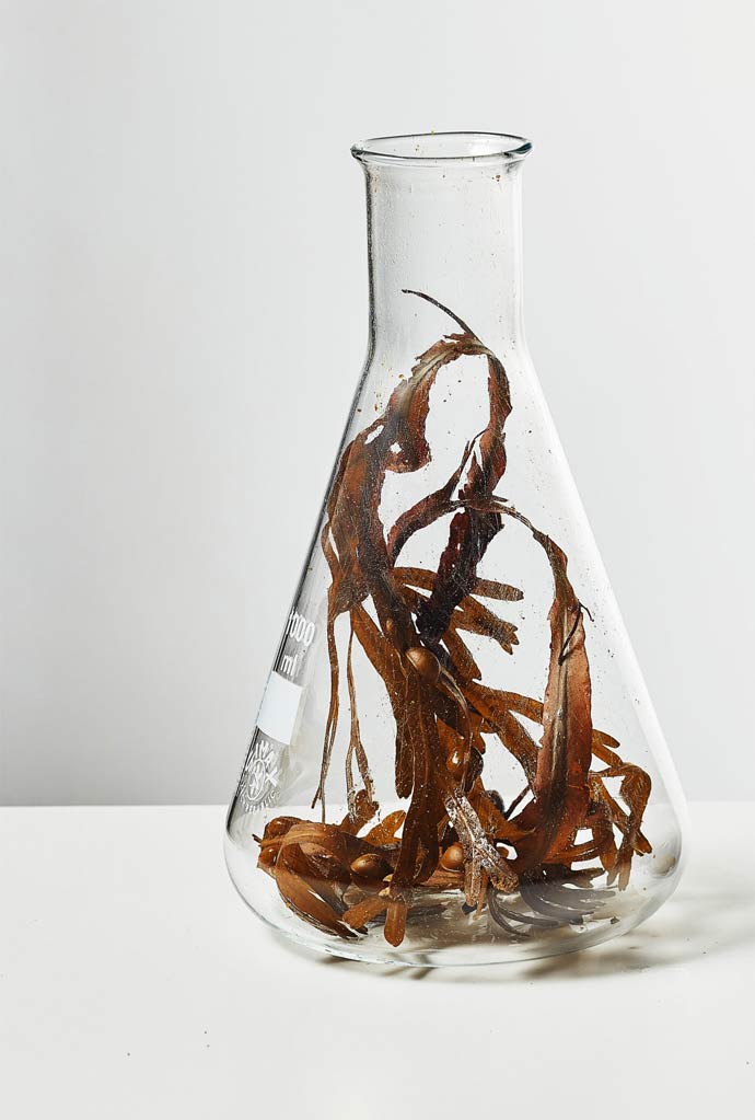 seaweed in a conical glass