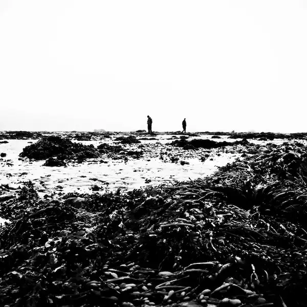 seaweed covered shoreline